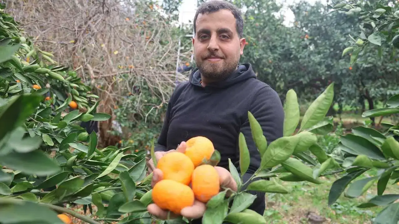 Hatay’da Mandalina İsyanı: Çiftçi Kazanamıyor, Tüketici Pahalı Alıyor! 2